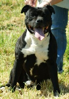 Étalon American Staffordshire Terrier - Thebilly Goat Icare
