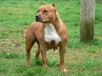 Étalon American Staffordshire Terrier - V'olga (Sans Affixe)