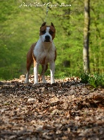 Étalon American Staffordshire Terrier - CH. joco's Black eyed susan