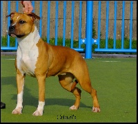 Étalon American Staffordshire Terrier - Thoresteel Negan royal blood for grinki's