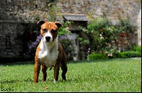 Étalon American Staffordshire Terrier - CH. Thoresteel Madame mc gregor for grinki's