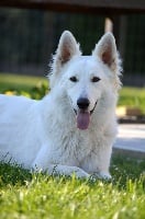 Étalon Berger Blanc Suisse - Minnie mouse Of Washita Ahow