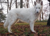 Étalon Berger Blanc Suisse - Ginger de la vallée des bergers blancs