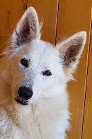 Étalon Berger Blanc Suisse - Jypsy (Sans Affixe)