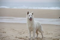 Étalon Berger Blanc Suisse - Lona Du Bois Des Ternes