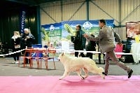 Étalon Berger Blanc Suisse - Néron impérator du glacier des loups