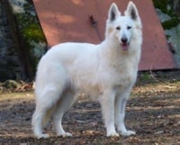 Étalon Berger Blanc Suisse - Lexie de la vallée des bergers blancs