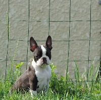 Étalon Boston Terrier - Ozone De La Source Des Rochettes