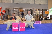 Étalon Briquet griffon vendeen - Myrtille des echos des monts d'arree