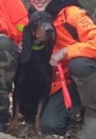 Étalon Bruno du Jura type Bruno - Jumpy De la vallee du vignon