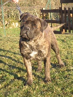 Étalon Bullmastiff - Athena (Sans Affixe)