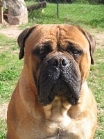 Étalon Bullmastiff - Apollon (Sans Affixe)