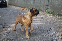 Étalon Cane Corso - Menphis du royaume des hauts de Nimes