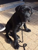 Étalon Cane Corso - Nikita Du Règne De Malaudrea