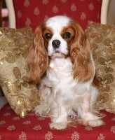 Étalon Cavalier King Charles Spaniel - Look like zine De la fieffe au songeur