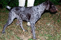 Étalon Chien d'arrêt allemand à poil dur - Milky Des marais de courmont