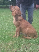 Étalon Chien de Saint-Hubert - Miss du pays de d'artagnan