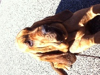 Étalon Chien de Saint-Hubert - Pétula du hameau de lizin