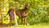 Étalon Chien nu du Perou - Missoulah De korrantoh