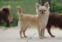 Étalon Chihuahua - Nayade Du Domaine De Mazières