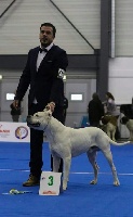 Étalon Dogo Argentino - Joy division don Dogo de la Bahia Blanca