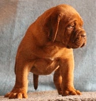 Étalon Dogue de Bordeaux - Oxana Red Dog Demars