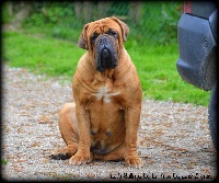 Étalon Dogue de Bordeaux - Lady bullseye de la tribu de Laza