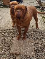 Étalon Dogue de Bordeaux - des cerbères de la mine Jane calamity