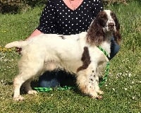 Étalon English Springer Spaniel - TR. CH. Number one dit bibou De la vallee du duris