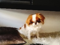 Étalon Epagneul Japonais - Mailhin Des sources sacrees