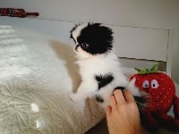 Étalon Epagneul Japonais - N'yorokobi no joo Du Hameau De Mikahila