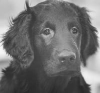 Étalon Flat Coated Retriever - Bel Ami Belge P.i charlie's angel