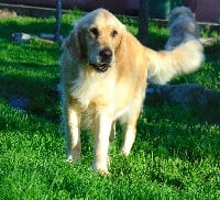 Étalon Golden Retriever - Du Roy De La Blanche Hindiana