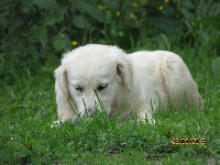 Étalon Golden Retriever - Naya Des Anges En Folie