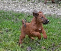 Étalon Irish Terrier - Nya Du Paradis D'oliver