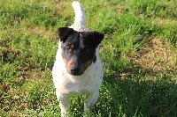 Étalon Jack Russell Terrier - Newman du creux du nant