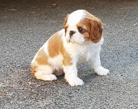 Étalon King Charles Spaniel - Overdose du Crépuscule de l'Ange Rouge