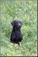 Étalon Labrador Retriever - Mlaren-malice De Javelot Des Granges