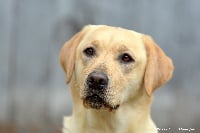 Étalon Labrador Retriever - Miris De La Legende d'Eucleia