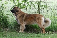 Étalon Leonberger - Mon phénix gretsh mesii Du rameau d'acacia