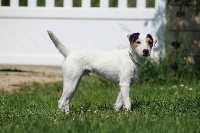 Étalon Parson Russell Terrier - CH. Jimmy neutron Rosas Da Madeira