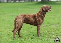 Étalon Retriever de la baie de Chesapeake - CH. Number one Of Potomac River