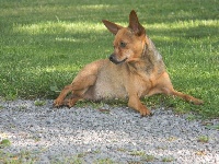 Étalon Russkiy Toy (Petit Chien Russe) - Ilyonah Du Domaine De La Sarronnaise