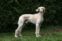 Étalon Saluki - Eldorado (Sans Affixe)