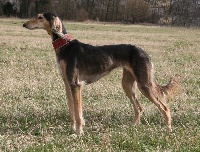 Étalon Saluki - Afreen al nasya