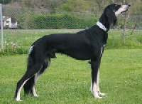 Étalon Saluki - Zamarin von Baghlan