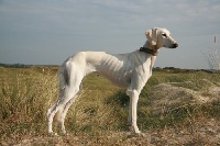 Étalon Saluki - Zhoosaan Baghlan