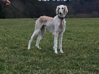 Étalon Saluki - Cartier von Baghlan