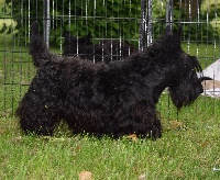 Étalon Scottish Terrier - London du logis d'ayoma