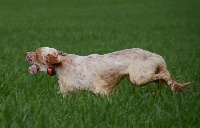 Étalon Setter Anglais - TR. CH. Hazpacho des sagnes des mille sources